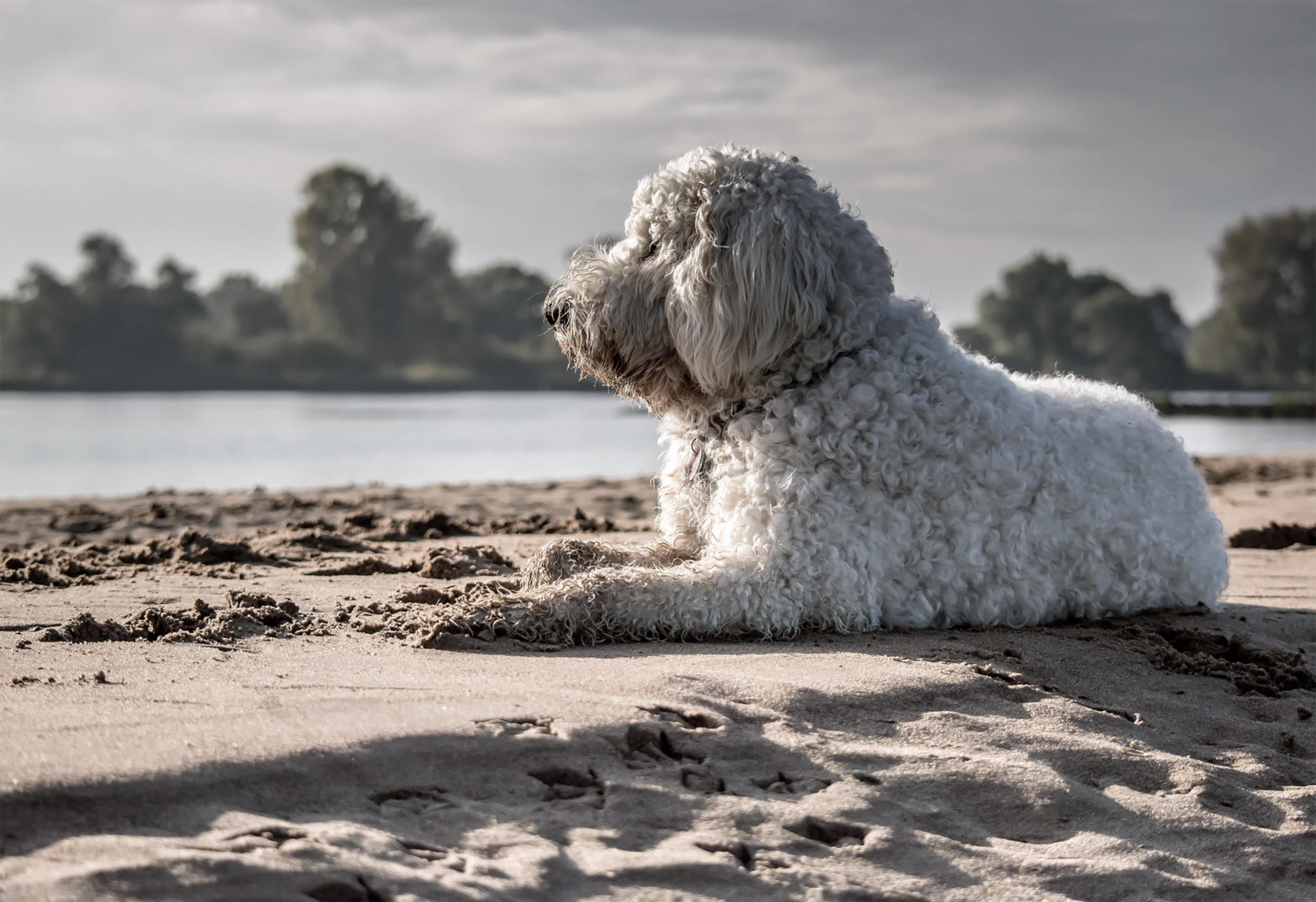 Naples pet-friendly vacation rentals &mdash; dog-friendly homes and condos in Naples, Florida