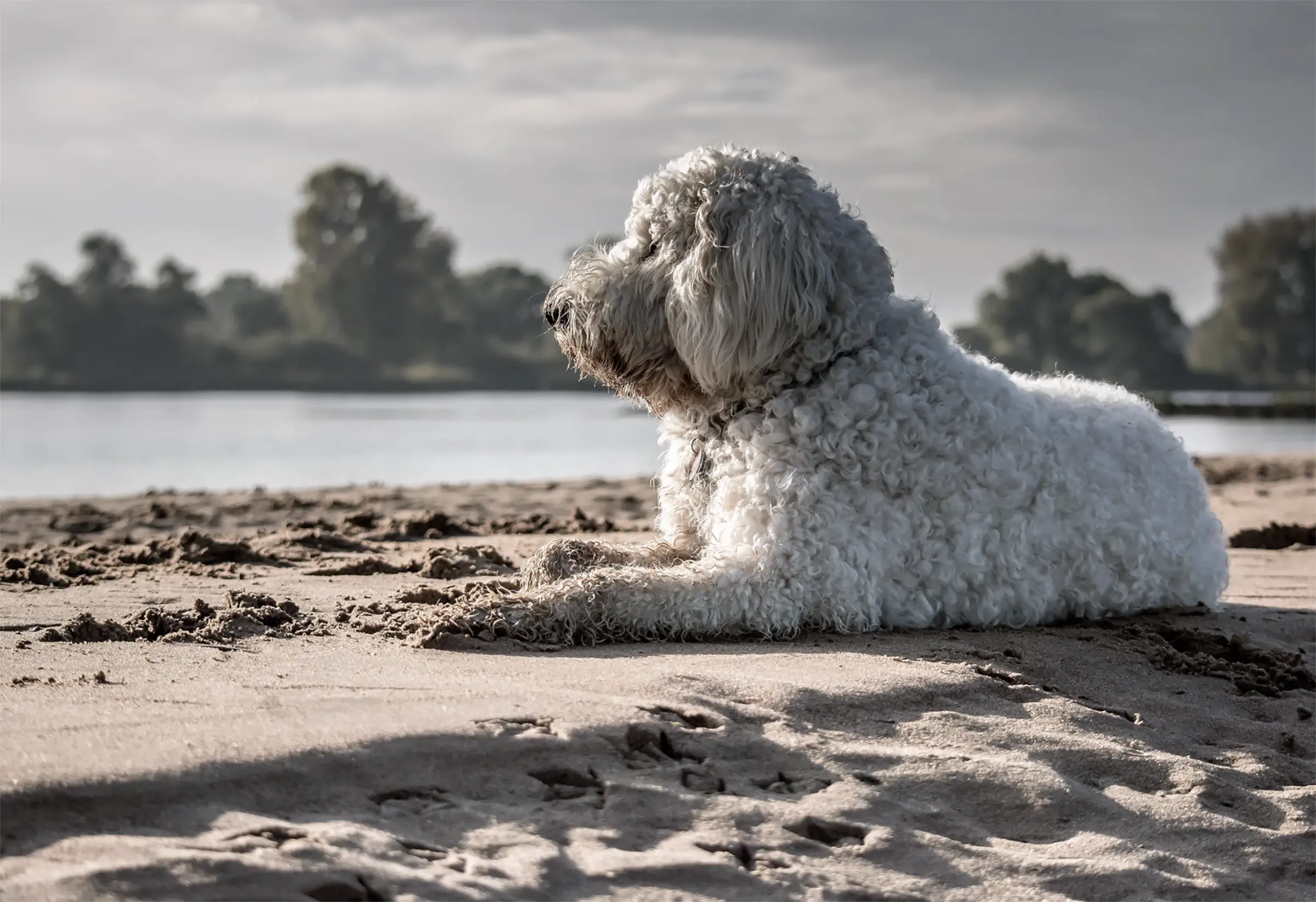 Naples pet-friendly vacation rentals — dog-friendly homes and condos in Naples, Florida